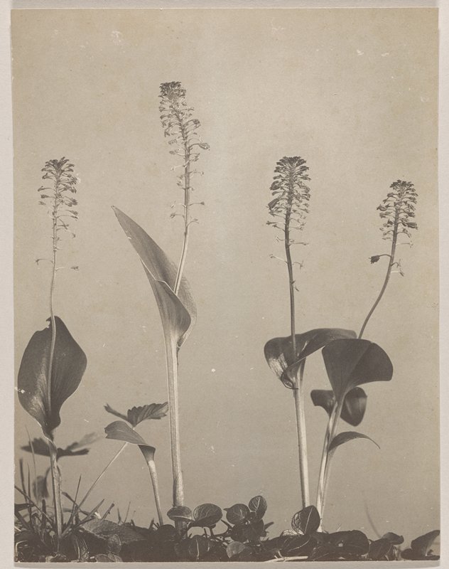 Malaxis unifolia- Green Adder's Mouth, #61 from Orchids of the North Eastern United States, Edwin Hale Lincoln, 1931
