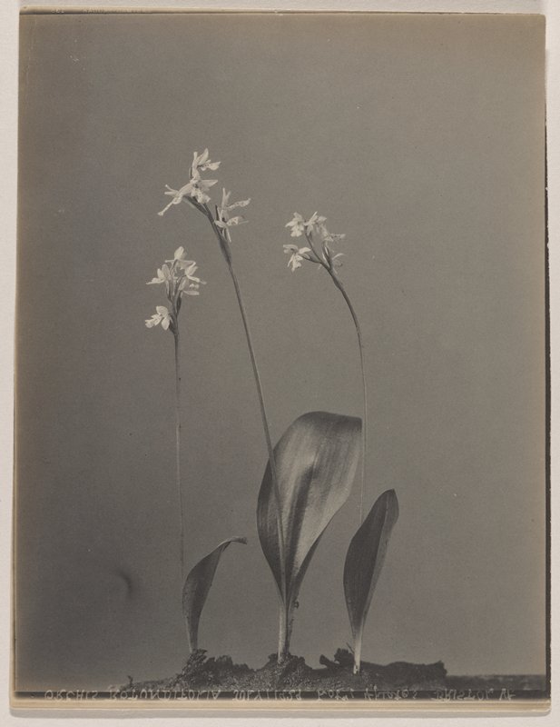 Orchis rotundifolia- Small Round-leaved Orchis, #62 from Orchids of the North Eastern United States, Edwin Hale Lincoln, 1931