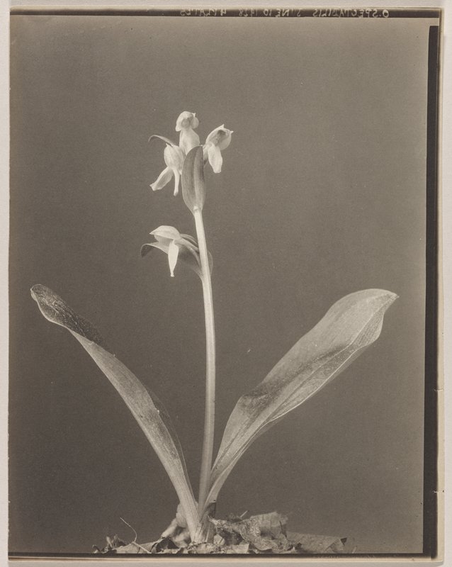 Orchis spectabilis- Snowy Orchis, #63 from Orchids of the North Eastern United States, Edwin Hale Lincoln, 1931