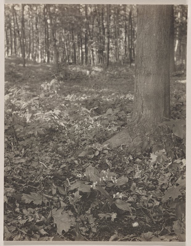 Orchis spectabilis- Snowy Orchis, #64 from Orchids of the North Eastern United States, Edwin Hale Lincoln, 1931