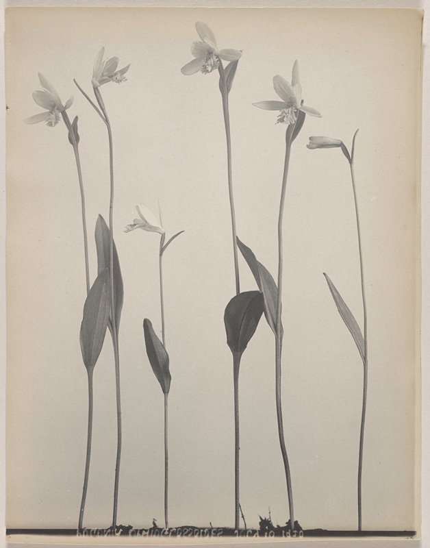 Pogonia ophioglossoides- Rose Pogonia, Snake Mouth, #65 from Orchids of the North Eastern United States, Edwin Hale Lincoln, 1931