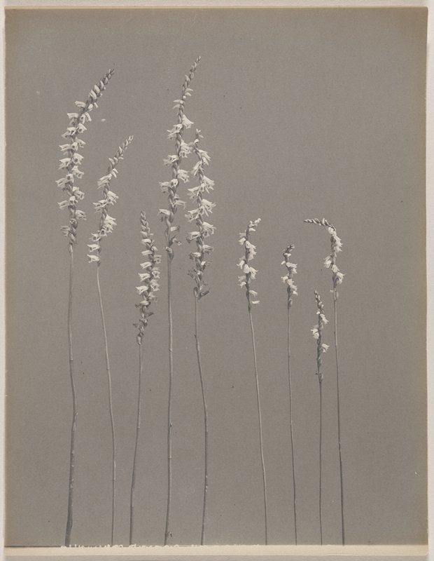 Spiranthes Beckii- Little Ladies' Tresses, #66 from Orchids of the North Eastern United States, Edwin Hale Lincoln, 1931