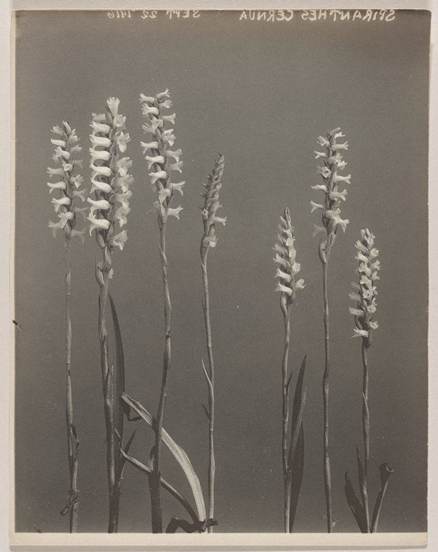 Spiranthes cernua- Nodding Ladies' Tresses, #67 from Orchids of the North Eastern United States, Edwin Hale Lincoln, 1931
