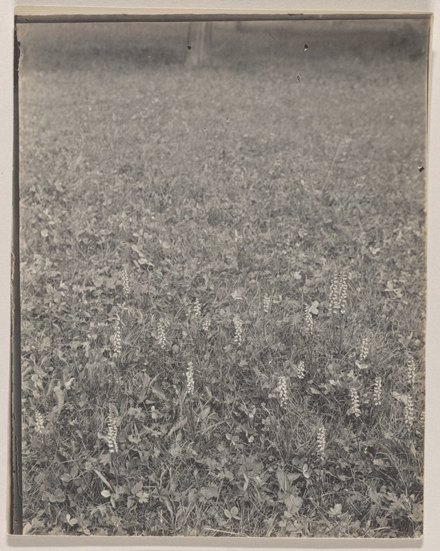Spiranthes cernua- Nodding Ladies' Tresses, #68 from Orchids of the North Eastern United States, Edwin Hale Lincoln, 1931