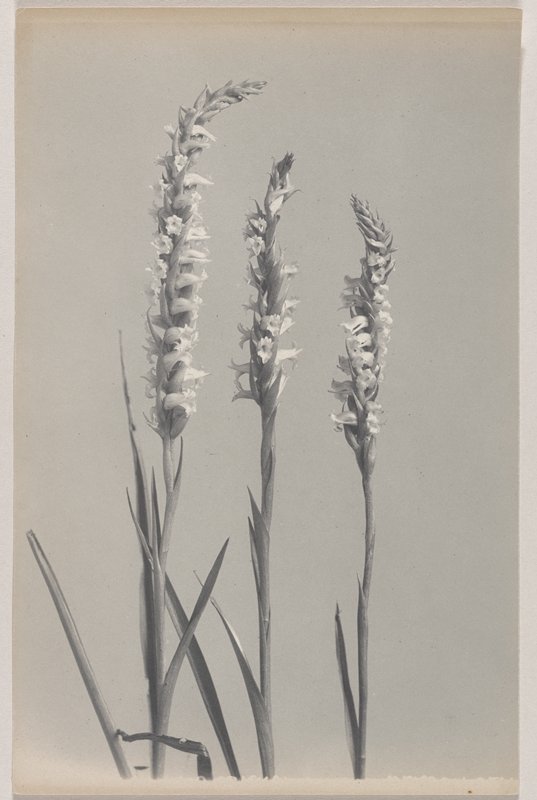 Spiranthes cernua var. ochroleuca- Yellow Ladies' Tresses, #69 from Orchids of the North Eastern United States, Edwin Hale Lincoln, 1931