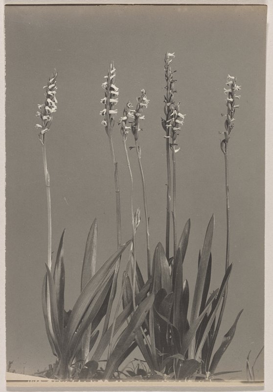 Spiranthes lucida- Wide-leaved Ladies' Tresses, #70 from Orchids of the North Eastern United States, Edwin Hale Lincoln, 1931