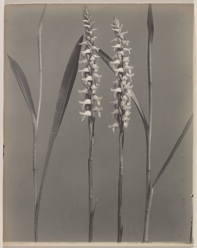 Spiranthes odorata- Fragrant Ladies' Tresses, #71 from Orchids of the North Eastern United States, Edwin Hale Lincoln, 1931