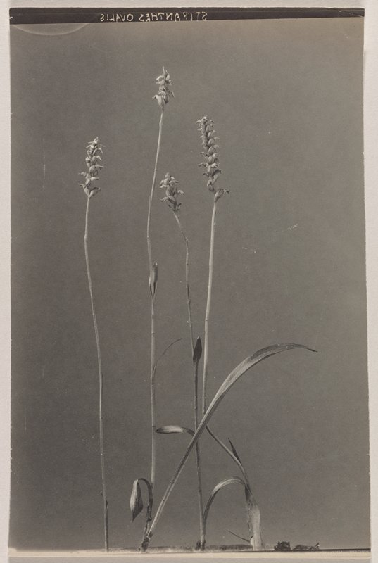 Spiranthes ovalis- Oval Ladies' Tresses, #72 from Orchids of the North Eastern United States, Edwin Hale Lincoln, 1931