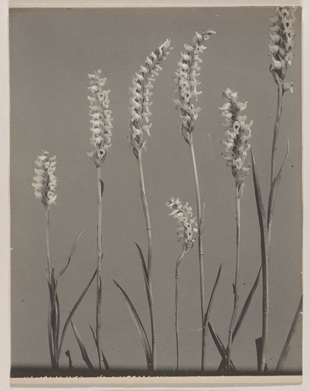 Spiranthes Romanzoffiana- Hooded Ladies' Tresses, #73 from Orchids of the North Eastern United States, Edwin Hale Lincoln, 1931