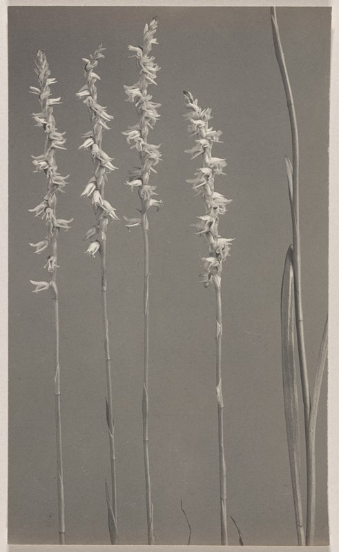 Spiranthes vernalis- Narrow-leaved Ladies' Tresses, #74 from Orchids of the North Eastern United States, Edwin Hale Lincoln, 1931