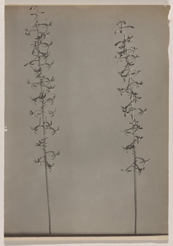 Tipularia discolor- Crane-fly Orchis, #75 from Orchids of the North Eastern United States, Edwin Hale Lincoln, 1931