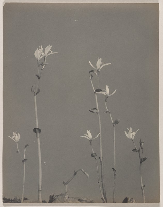 Triphora trianthophora- Nodding Pogonia, Three Birds, #76 from Orchids of the North Eastern United States, Edwin Hale Lincoln, 1931