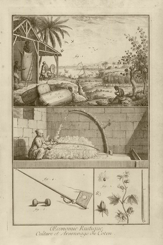 Cotton Field in America; Threshing with a Bow; Cotton Plant (Title), Denis Diderot, 1762