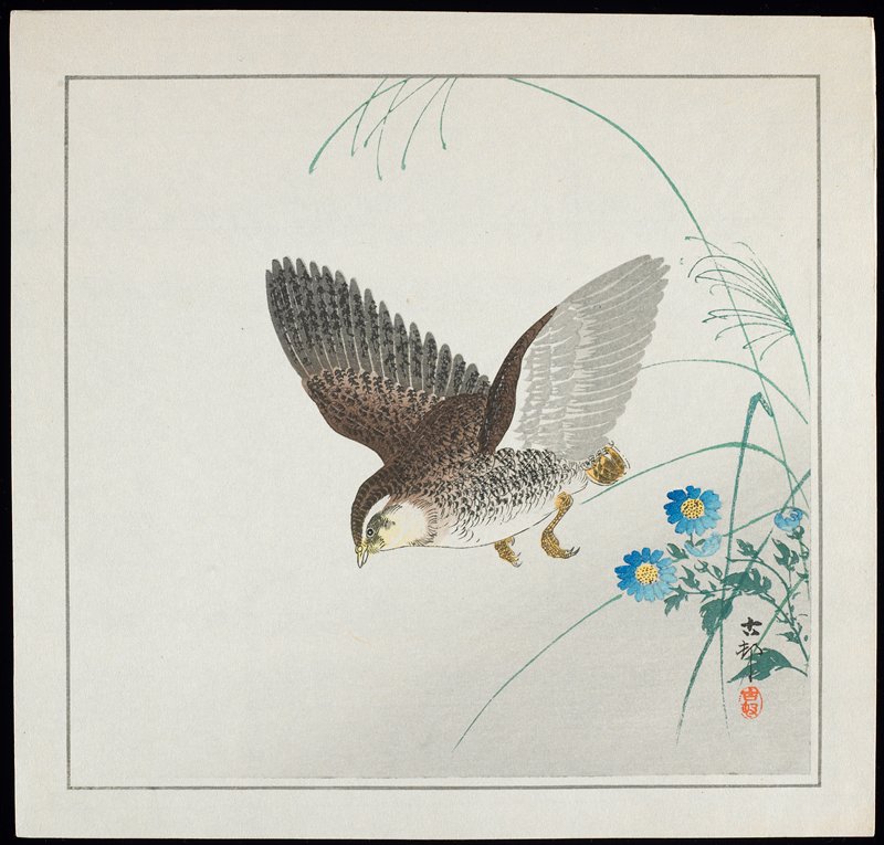 Quail in Flight, Ohara Shōson, c. 1928–1930