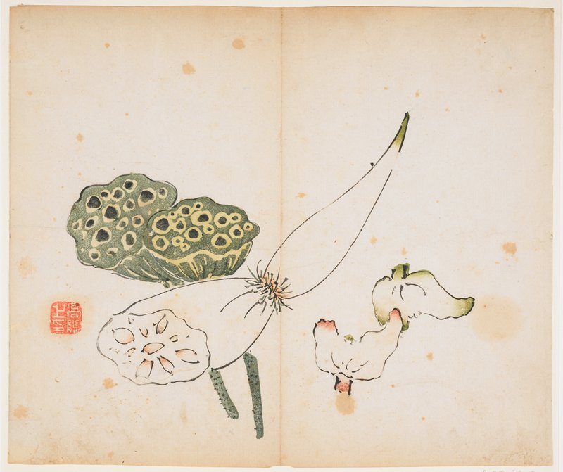 Lotus Roots, 17th-18th century