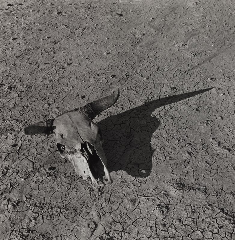 Skull, Badlands, South Dakota, Arthur Rothstein, 1936 (printed 1981)
