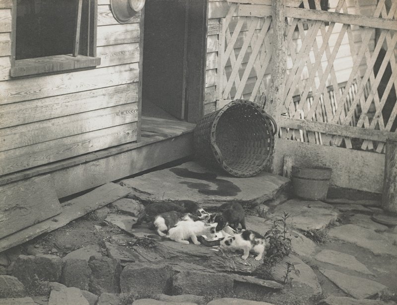 Untitled [kittens drinking milk], John G. Bullock, 19th century