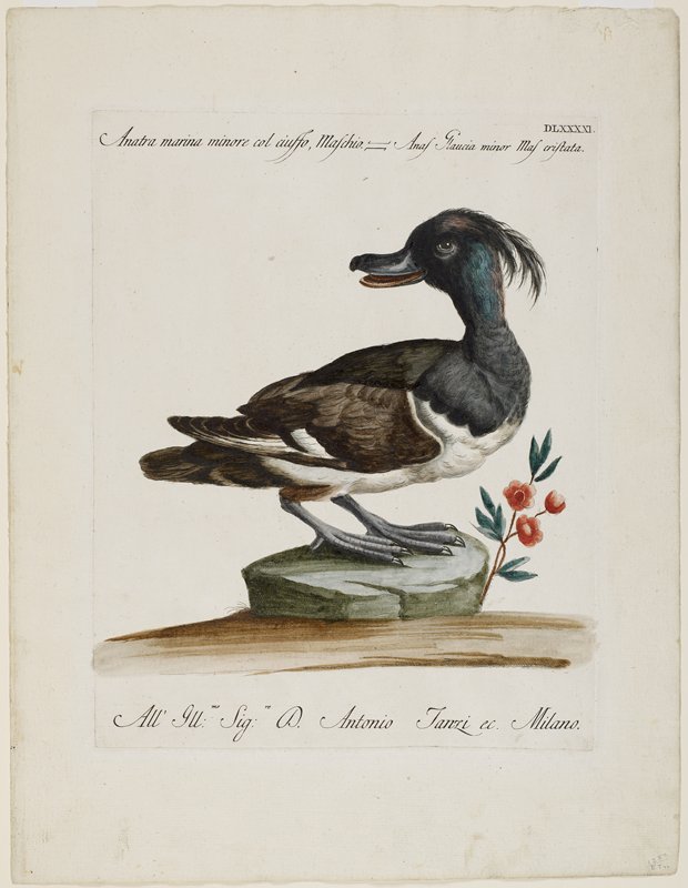 Anatra marina minore col ciuffo, Maschio, Plate DLXXXXI, from Ornithologia Methodice Digesta, Saverio Manetti, 1767–76