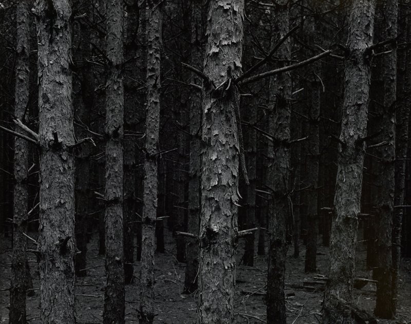 Meyer's Woods, Hager City, Wisconsin, Will M. Agar, 1988 (printed 1999)