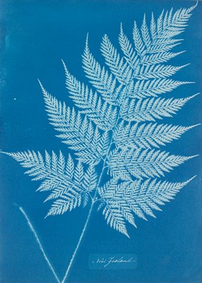 New Zealand, Anna Atkins, c. 1853–54