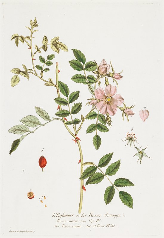 L'Eglantier (Wild Rose), from  La Boutique mise a la portee de tout le monde, Nicolas-François Regnault, 1774