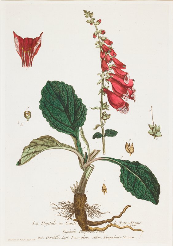 La Digitale (Foxglove), from  La Boutique mise a la portee de tout le monde, Nicolas-François Regnault, 1774