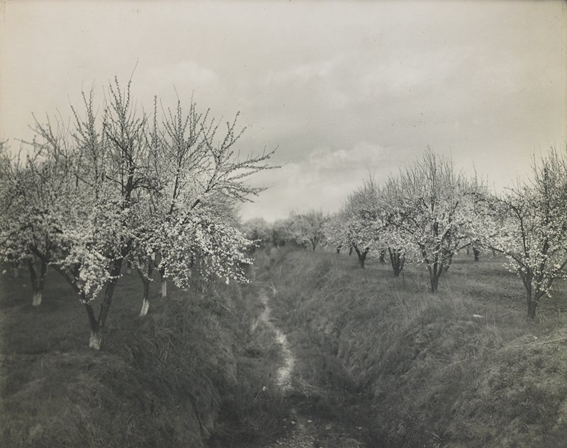 Blossoming Orchard, Willard E. Worden, c. 1910