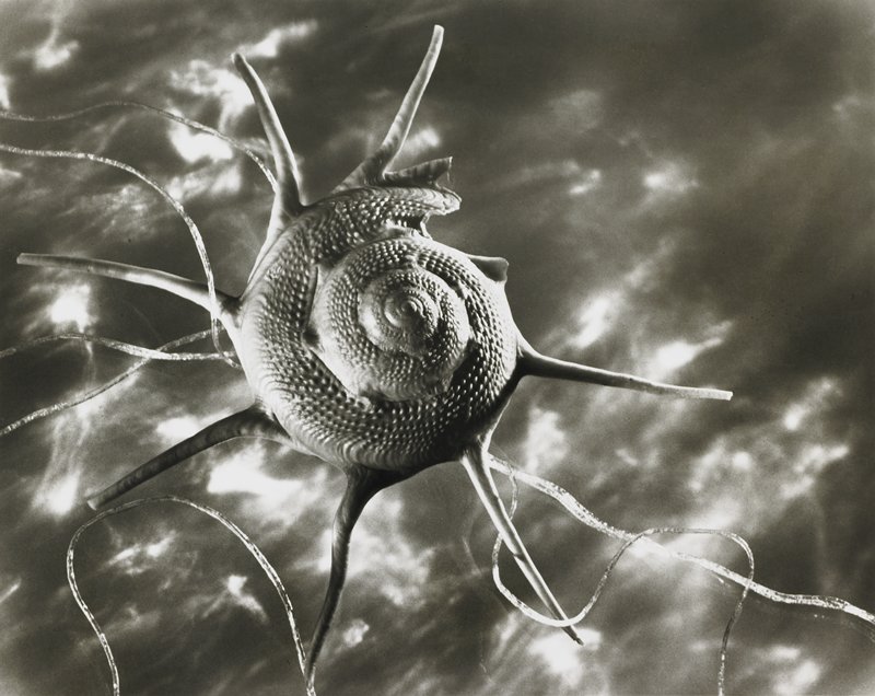 Star Shell, Ruth Bernhard, 1943