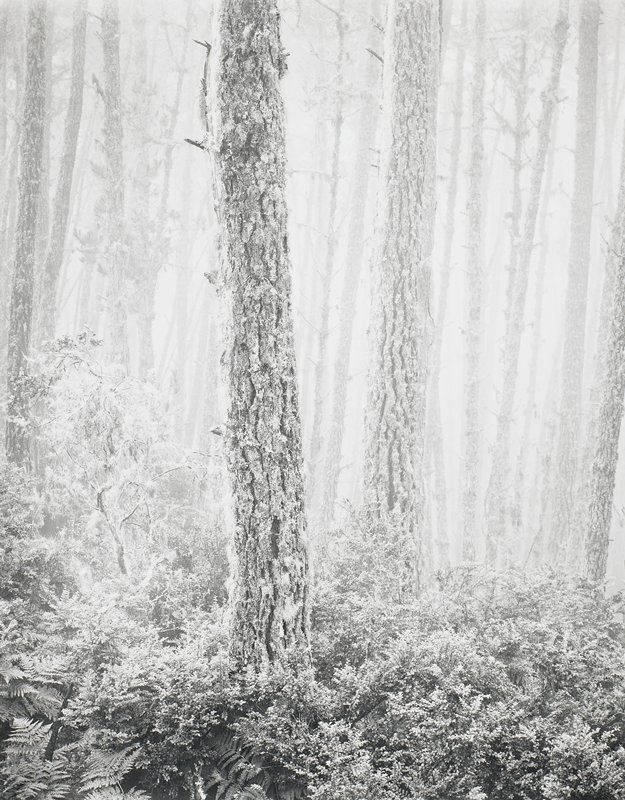 Del Monte Forest, Wynn Bullock, 1951