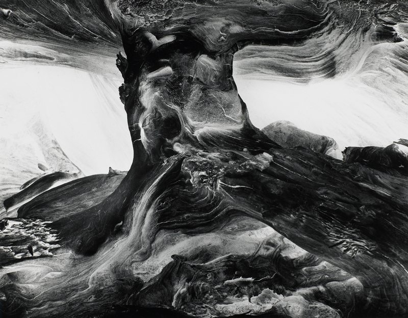 Tree Trunk, Wynn Bullock, 1971