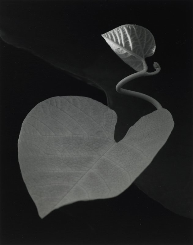 Brewster, New York, Paul Caponigro, 1963