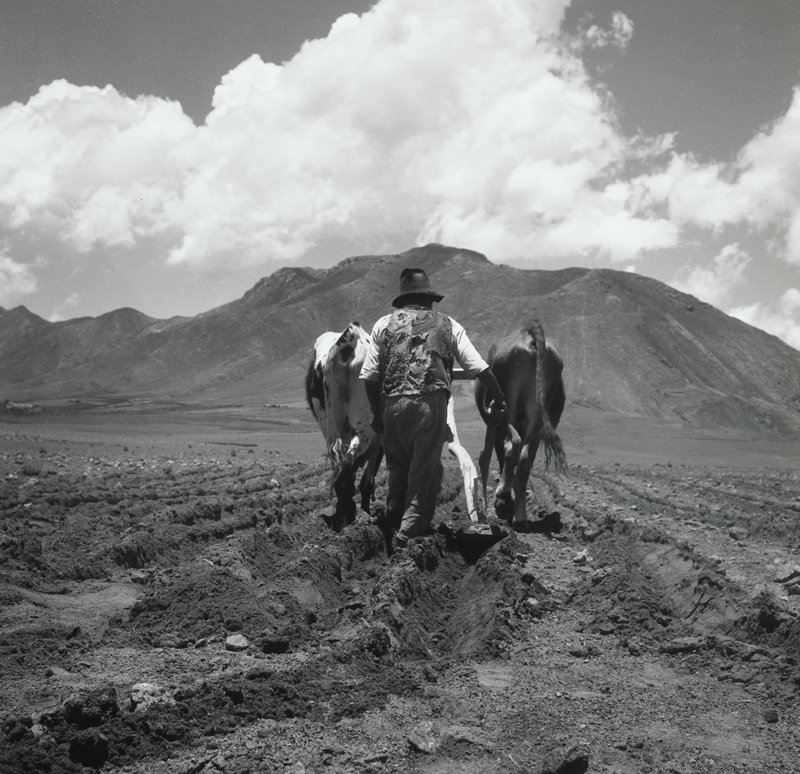 Campesino Plowing Field, Betanzos, Bolivia, Esther Glaser Parada, 1964–66