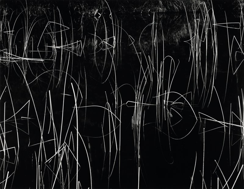 Reeds, Oregon, Brett Weston, 1975