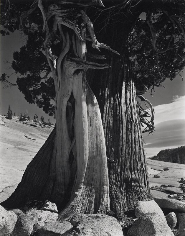 Juniper, Lake Tenaya, Yosemite National Park, California