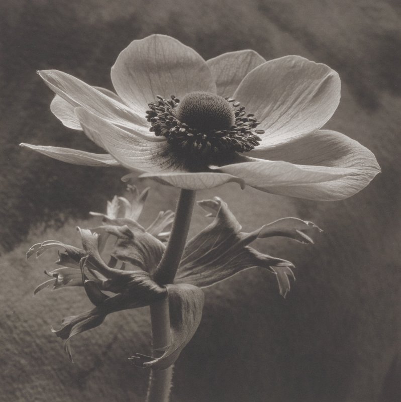 Anemone, Lily of the Field, Cy DeCosse, 2005
