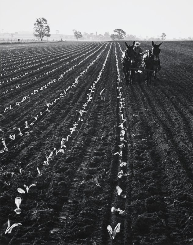 Planting Tobacco, Lancaster, Pennsylvania, George A. Tice, 1962 (printed 1987)