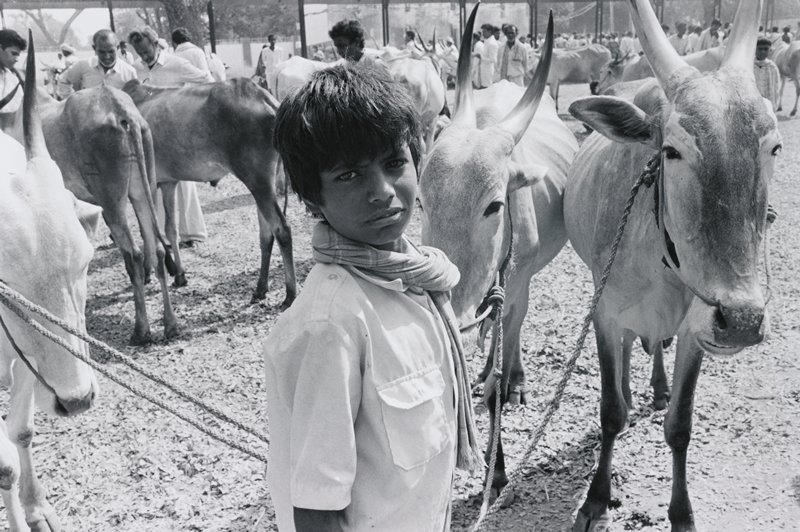 Animal Herding, India, David Parker, 1993