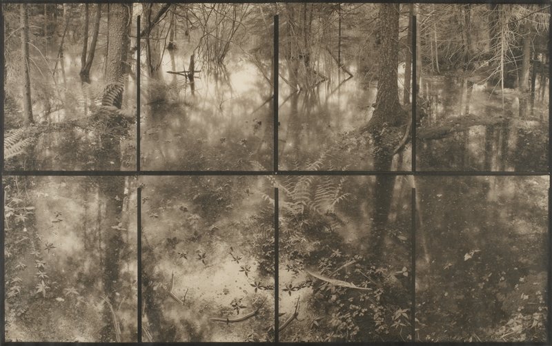 Flood in Forest, Koichiro Kurita, 2006