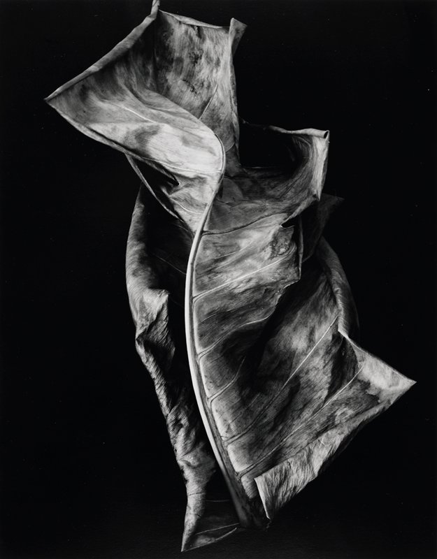 Untitled, Brett Weston, 1926–93