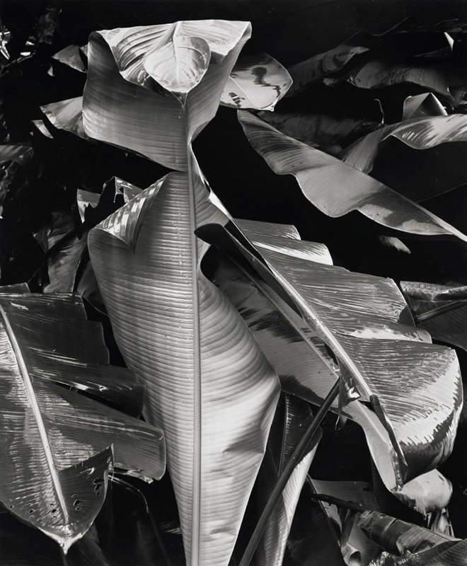 Hawaii, Brett Weston, 1926–93