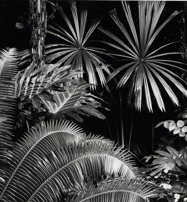 Hawaii, Brett Weston, 1926–93