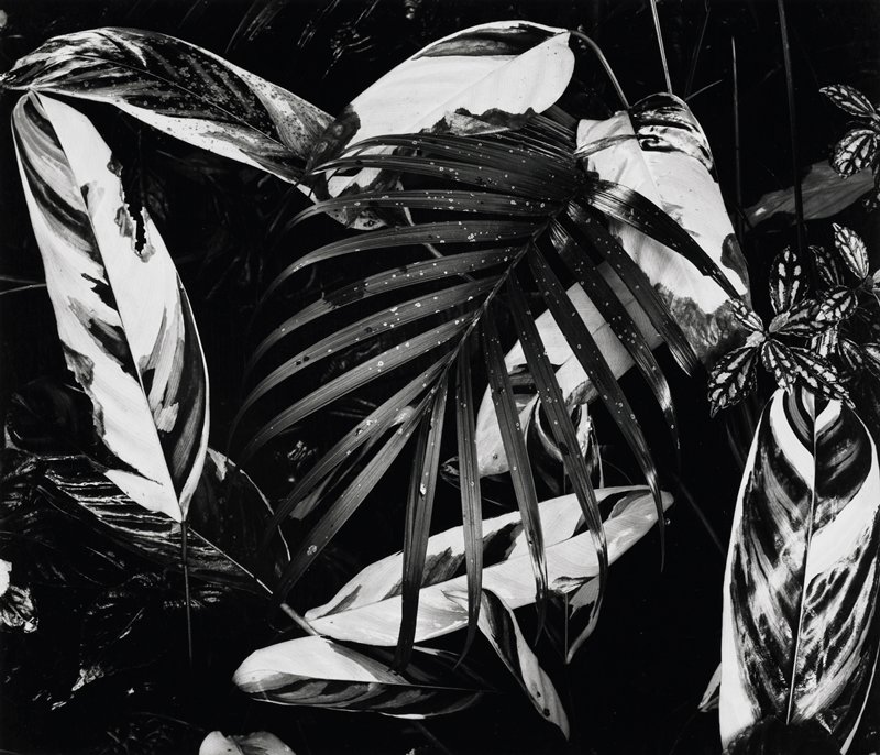 Untitled, Brett Weston, 1979