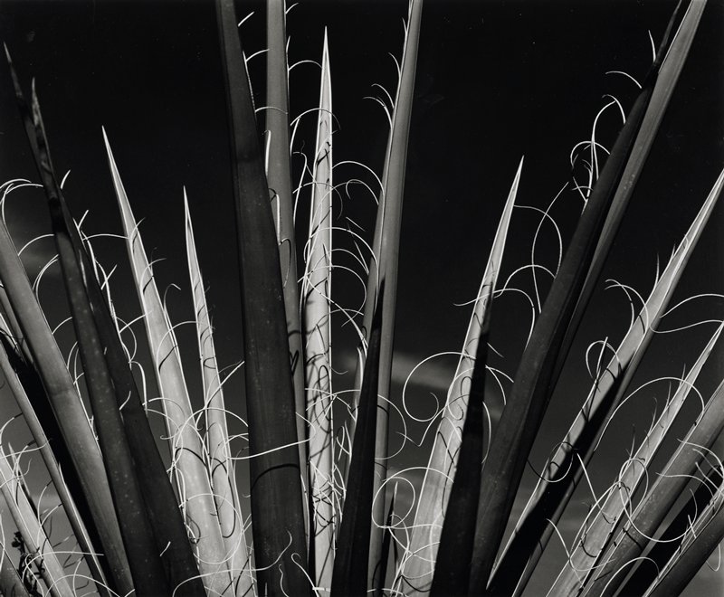 Untitled, Brett Weston, 1926–93
