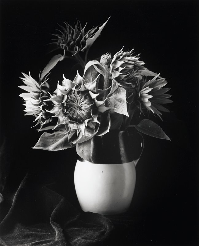 Sunflowers, Millerton, New York, Paul Caponigro, 1969 (printed 1992)