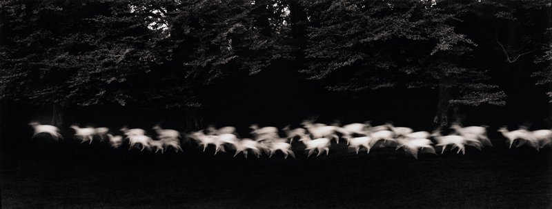 Running White Deer, County Wicklow, Ireland, Paul Caponigro, 1967