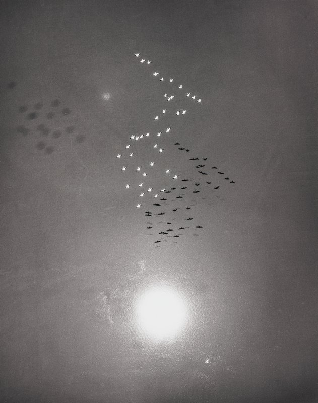 Snow Geese with Reflection of the Sun Over Buena Vista Lake, California, William A. Garnett, 1953