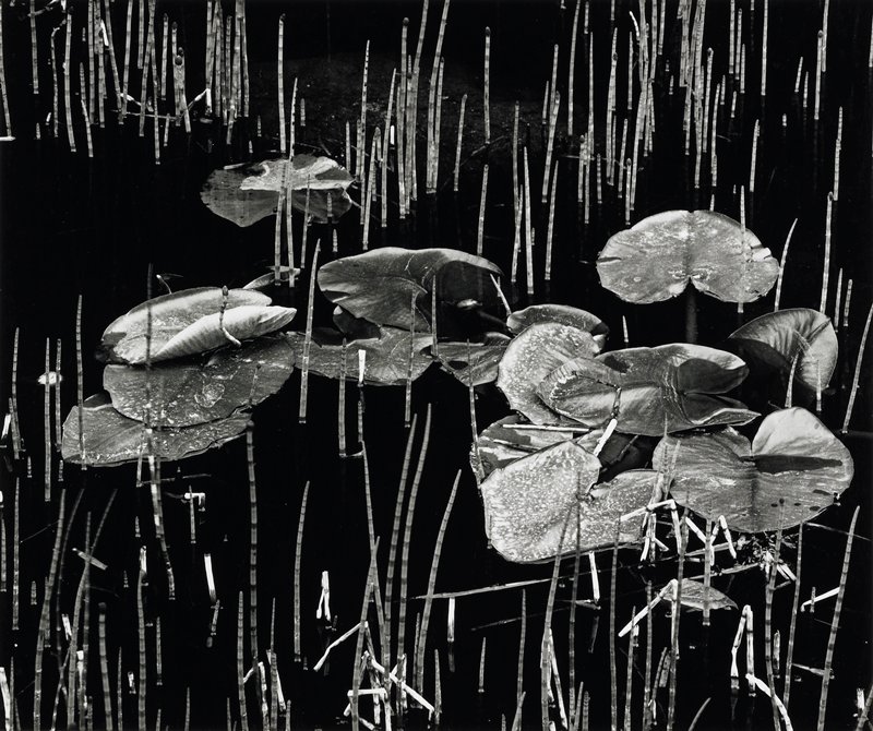 Untitled, Brett Weston, 1977