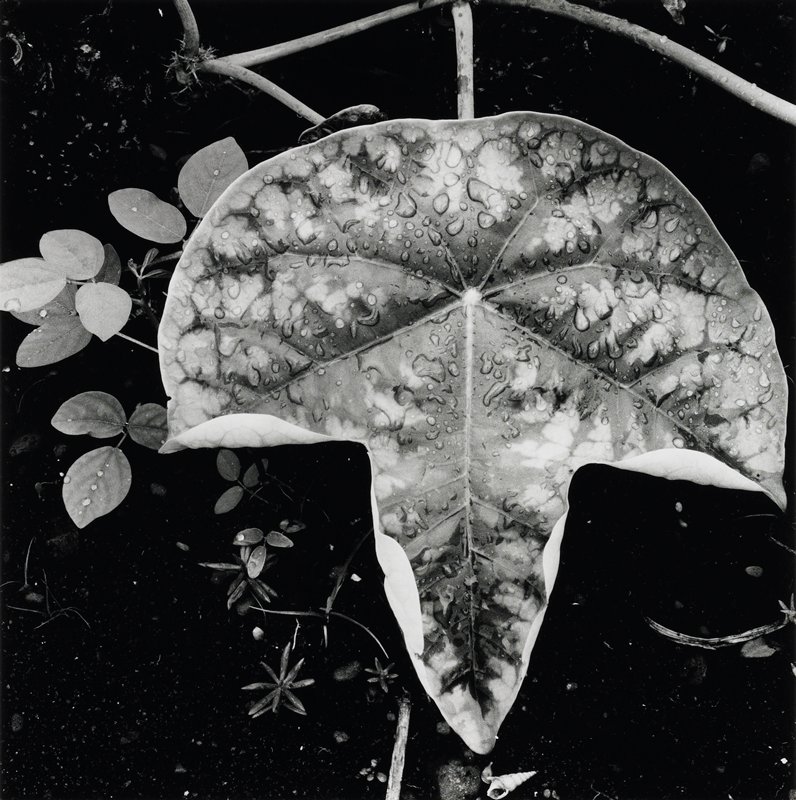 Untitled, Brett Weston, 1978
