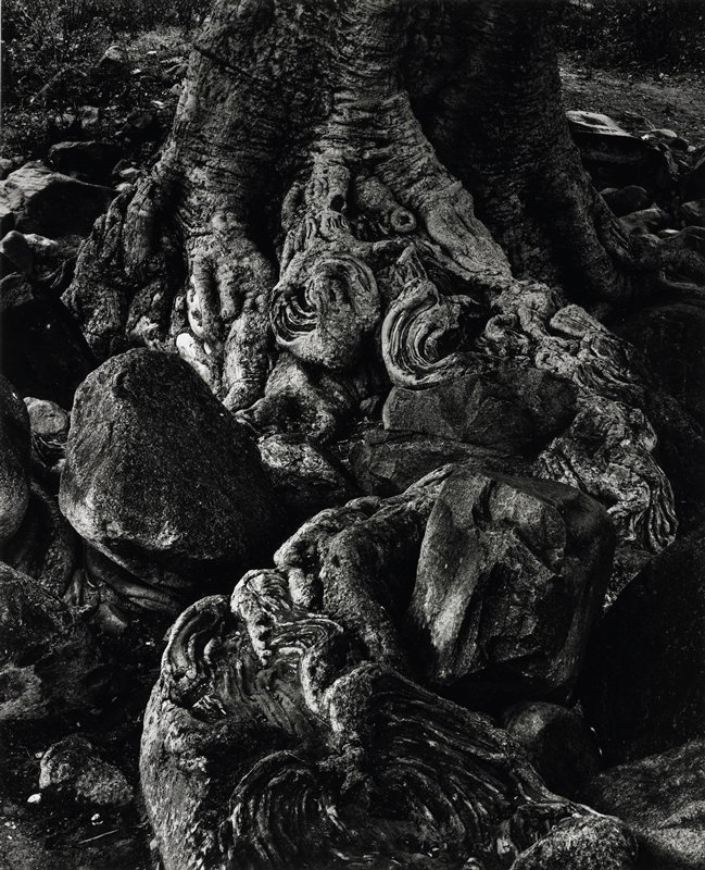 Tree, Alamos, Sonora, Mexico, Donald Ross, 1978