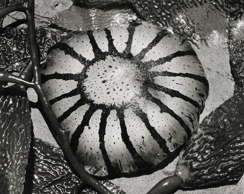 Hydromedusa, Baja, California, Donald Ross, 1976 (printed c. 1978)